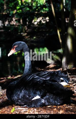 Australischer Schwarzer Schwan vom Wildlife Habitat Port Douglas in Queensland Australien Stockfoto