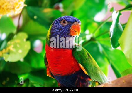 Rainbow Lorikeet vom Wildlife Habitat Port Douglas Queensland Australien Stockfoto