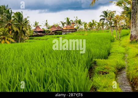 Eine terrassierte Reisfelder unter einem bleiernen Himmel, gesäumt von Palmen in den Hügeln oberhalb von Ubud, Bali Stockfoto