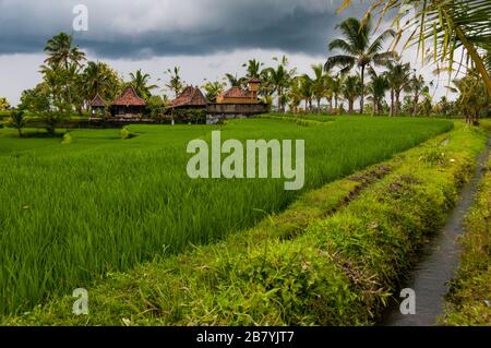 Eine terrassierte Reisfelder unter einem bleiernen Himmel, gesäumt von Palmen in den Hügeln oberhalb von Ubud, Bali Stockfoto