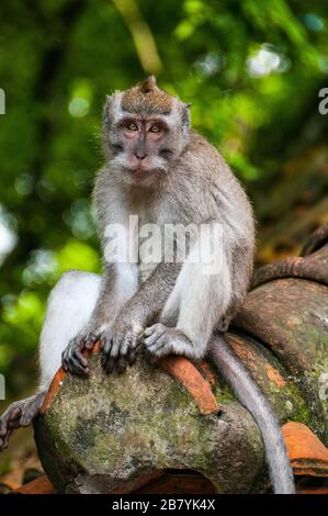 Eine balinesische Makaken sitzt auf dem Dach nahe dem Eingang von Sacred Monkey Forest, Ubud, Bali, Indonesien. Stockfoto