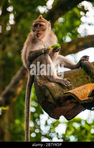 Eine balinesische Makaken sitzt auf einem Dach Essen nahe dem Eingang von Sacred Monkey Forest, Ubud, Bali, Indonesien. Stockfoto