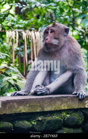 Eine balinesische Makaken sitzt auf einer Mauer in der Sacred Monkey Forest, Ubud, Bali, Indonesien. Stockfoto