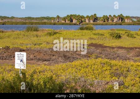 Kealia Pond National Wildlife Refuge ist ein beliebter Ort für Vogelbeobachter, Maui, Hawaii, USA. Stockfoto