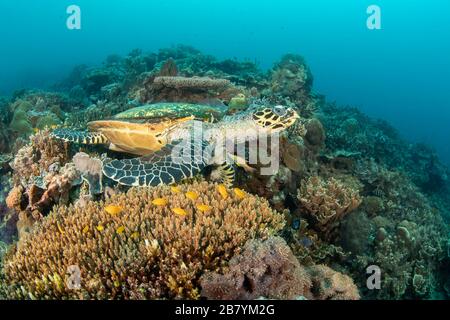 Eine Wrasse betrachtet den Hals einer vom Schutz bedrohten Schildkröte mit Faltenschildkröte, Eretmochelys imbricata, Philippinen, Pazifischer Ozean. Stockfoto