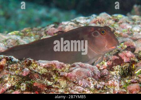 Der großgebänderte Blenny, Ophiblennius steindachneri, ist in der Nähe von Rissen und Löchern im Riff rund um die Galapagos-Inseln, Ecuador, zu finden. Stockfoto