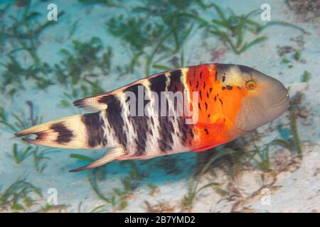 Der rotreihige Wrasse, Cheilinus fasciatus, kann bis zu 14 Zoll erreichen und ist normalerweise Einzelgänger, Philippinen. Stockfoto