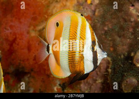 Der Orangenbandige Korallenfisch, Coradion chrysozonus, wird auch als goldgelber Korallenfisch bezeichnet und ist Mitglied der Familie der Butterflyfische, Cebu, Phili Stockfoto