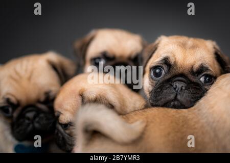 Puppenwelpen sitzen zusammen in einer Schachtel Stockfoto