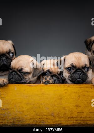 Puppenwelpen sitzen zusammen in einer Schachtel Stockfoto