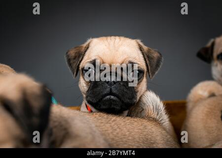 Puppenwelpen sitzen zusammen in einer Schachtel Stockfoto