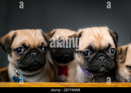 Puppenwelpen sitzen zusammen in einer Schachtel Stockfoto