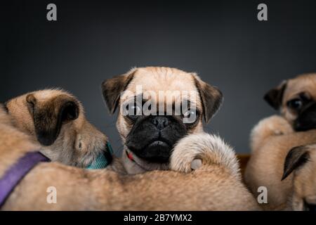 Puppenwelpen sitzen zusammen in einer Schachtel Stockfoto