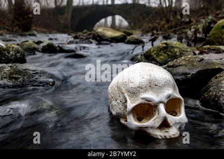 Menschlicher Schädel in Wasser in Wald mit Nebel. Verlassener Schädel unter den Felsen in einem Herbstbrook mit uralter Steinbrücke auf dem Hintergrund. Stockfoto