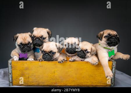 Puppenwelpen sitzen zusammen in einer Schachtel Stockfoto