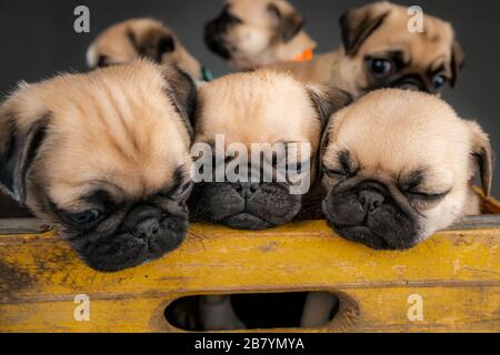 Puppenwelpen sitzen zusammen in einer Schachtel Stockfoto