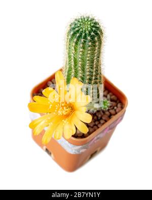 Die Kakteen-Echinopsis mit gelber Blüte in einem Topf, isoliert auf weißem Grund. Stockfoto