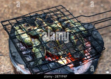 Gegrillter Fisch, thailändische Küche gegrillter Kletterfisch auf dem Grat auf Holzkohlenofen, asiatische Fischkost, (Anabas testudineus) Stockfoto