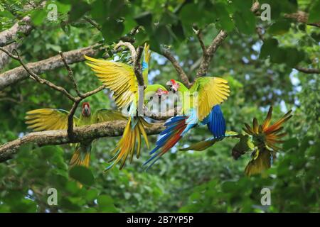 Great Green Macaws (Ara ambiguus). Puerto Viejo, Limón, Costa Rica. Stockfoto