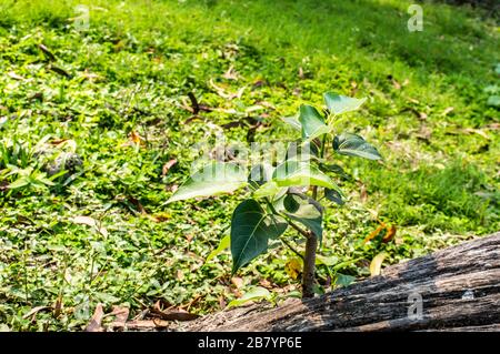 Eine Baumpflanze, die ohne Erde von Banyan Baumstammwurzeln wächst. Grüne Blätter sprießen in Richtung Sonne, die bei natürlichem Sonnenlicht aufblüht. Eine nachhaltige Lebenswirklichkeit Stockfoto