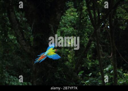 Great Green Macaw (Ara ambiguus) fliegen. Puerto Viejo, Limón, Costa Rica. Stockfoto