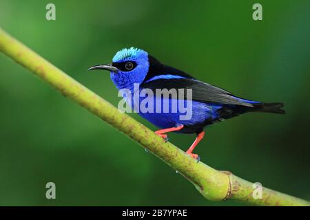 Rotbeinige Honeycreeper (Cyanerpes cyaneus), im Tieflandregenwald. Biologische Station La Selva, karibischer Hang, Costa Rica. Stockfoto