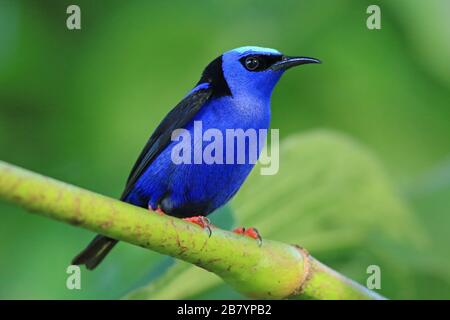 Rotbeinige Honeycreeper (Cyanerpes cyaneus), im Tieflandregenwald. Biologische Station La Selva, karibischer Hang, Costa Rica. Stockfoto