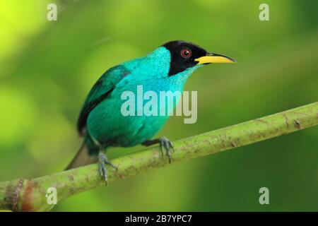 Männlich Grün Honeycreeper (Chlorophanes spiza) im Tieflandregenwald. Biologische Station La Selva, karibischer Hang, Costa Rica. Stockfoto