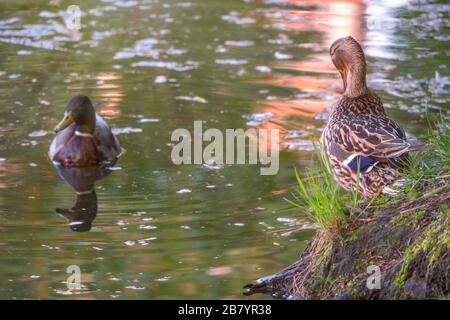 Männlich und weiblich von Mallard-Enten, Anas platyrhynchos. Die weibliche Ente putzt Federn am Ufer, und das Männchen wartet im Teich auf sie. Stockfoto