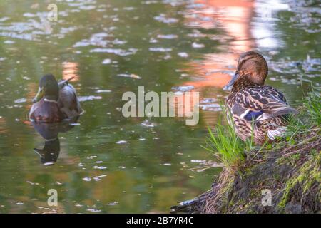 Männlich und weiblich von Mallard-Enten, Anas platyrhynchos. Die weibliche Ente putzt Federn am Ufer, und das Männchen wartet im Teich auf sie. Stockfoto