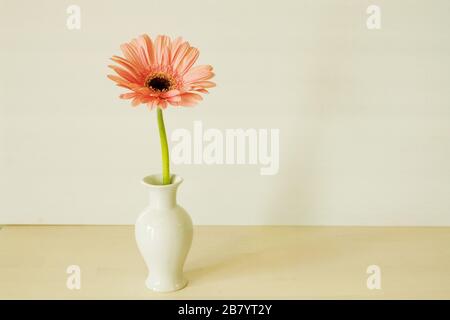 Rosa Gerbera Daisy in Vase auf weißem Hintergrund Stockfoto