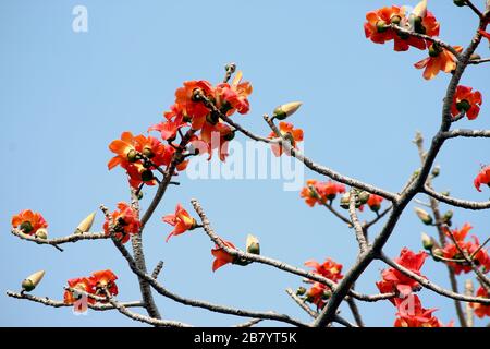 Blume des Bombax ceiba Baums oder der Blume Baumwolle auf Baum Stockfoto