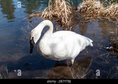 Verwitwete Schwan sucht am schlammigen Flussufer nach Nahrung Stockfoto