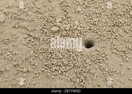 Ein Loch Einsiedlerkrabbe im Sandmeer Stockfoto