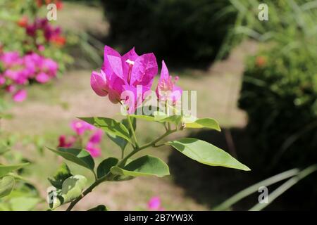 Lila Bougainvillea Blume bei Tageslicht, Panikelbund duftet rosa und violett, Blume mit verschwommenem Hintergrund Stockfoto