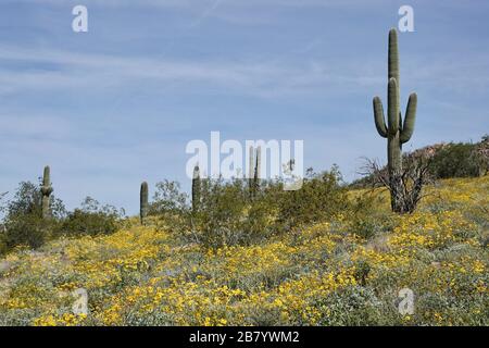 Wilde gelbe Mohn wachsen im Frühling in der Wüste von Arizona. Stockfoto