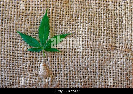 Wenig grünes Hanfblatt auf dem groben Stoffmaterial aus Hanf Stockfoto