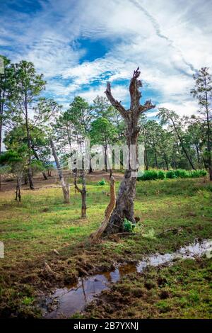 Wald und Bach bei Sonnenuntergang in Mexiko Stockfoto