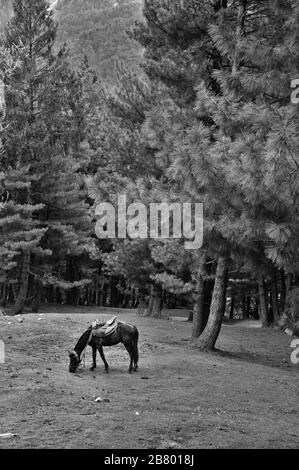 Pferdeweide auf Wiese, Pahalgam, Kaschmir, Jammu und Kaschmir, Indien, Asien Stockfoto