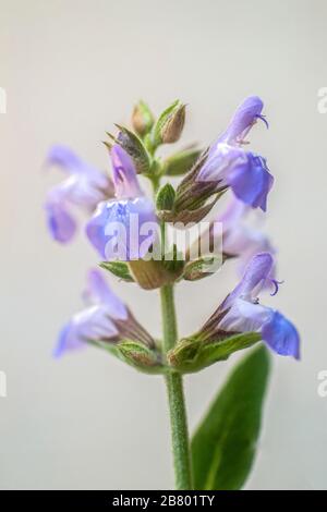 Salvia Officinalis (Sage, auch als Garten Salbei, gemeinsame Salbei, oder kulinarische Salbei) ist eine ausdauernde, immergrüne subshrub, mit holzigen Stiele, gräulich Blätter Stockfoto