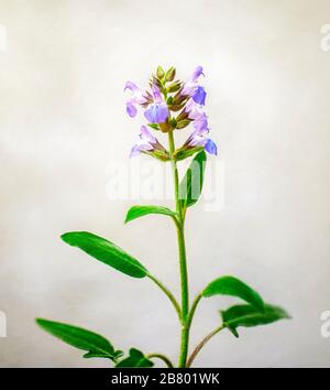 Salvia Officinalis (Sage, auch als Garten Salbei, gemeinsame Salbei, oder kulinarische Salbei) ist eine ausdauernde, immergrüne subshrub, mit holzigen Stiele, gräulich Blätter Stockfoto