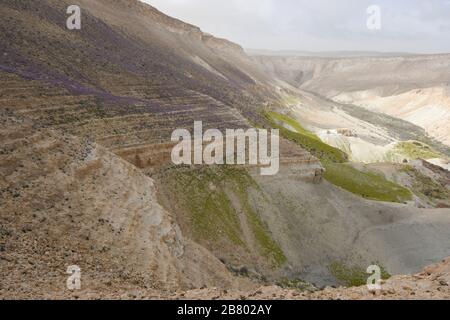 Nach einer seltenen Regenzeit in der Negev-Wüste sprießen und blühen unzählige Wildblumen. Fotografiert auf der Ebene von Avdat, in der negev Dese Stockfoto