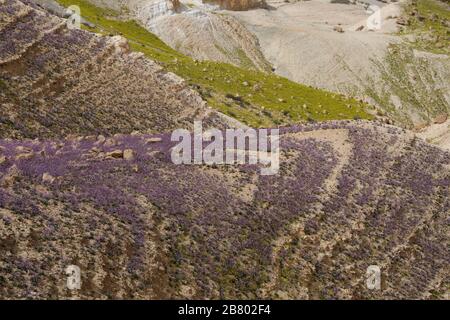 Nach einer seltenen Regenzeit in der Negev-Wüste sprießen und blühen unzählige Wildblumen. Fotografiert auf der Ebene von Avdat, in der negev Dese Stockfoto