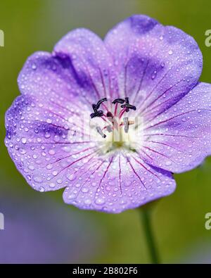 hardy blassblaue Geranium mit Wassertropfen darauf Stockfoto