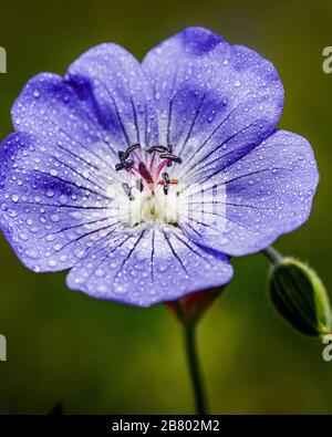 hardy blassblaue Geranium mit Wassertropfen darauf Stockfoto