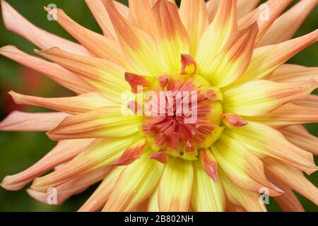 Dahlien sind in verschiedenen Farben, Formen und Größen erhältlich. Dies ist ein Lachs und gelber Kakteendalia. Stockfoto