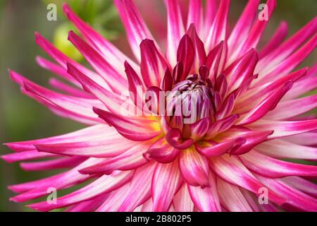 Dahlien sind in verschiedenen Farben, Formen und Größen erhältlich. Dies ist ein roter, weißer und gelber Kakteendahria. Stockfoto