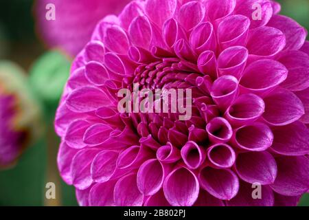 Dahlien sind in verschiedenen Farben, Formen und Größen erhältlich. Dies ist ein dunkelrosa Ball Dahlia. Stockfoto