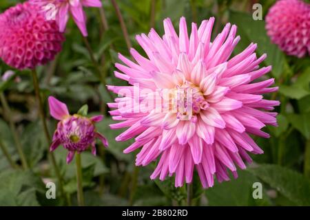 Dahlien sind in verschiedenen Farben, Formen und Größen erhältlich. Dies ist ein hellrosa Halbkaktus Dahlia. Stockfoto