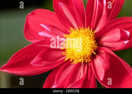 Dahlien sind in verschiedenen Farben, Formen und Größen erhältlich. Dies ist eine rote und gelbe Collarette Dahlia. Stockfoto